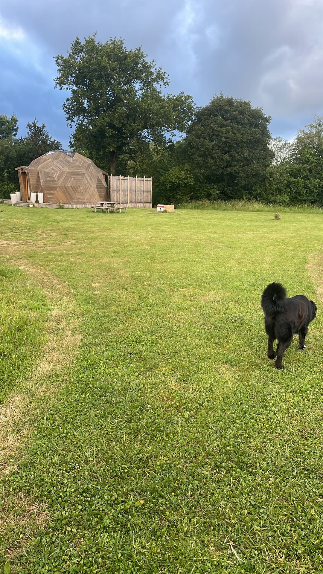 Chien traversant la prairie devant le dôme en bois