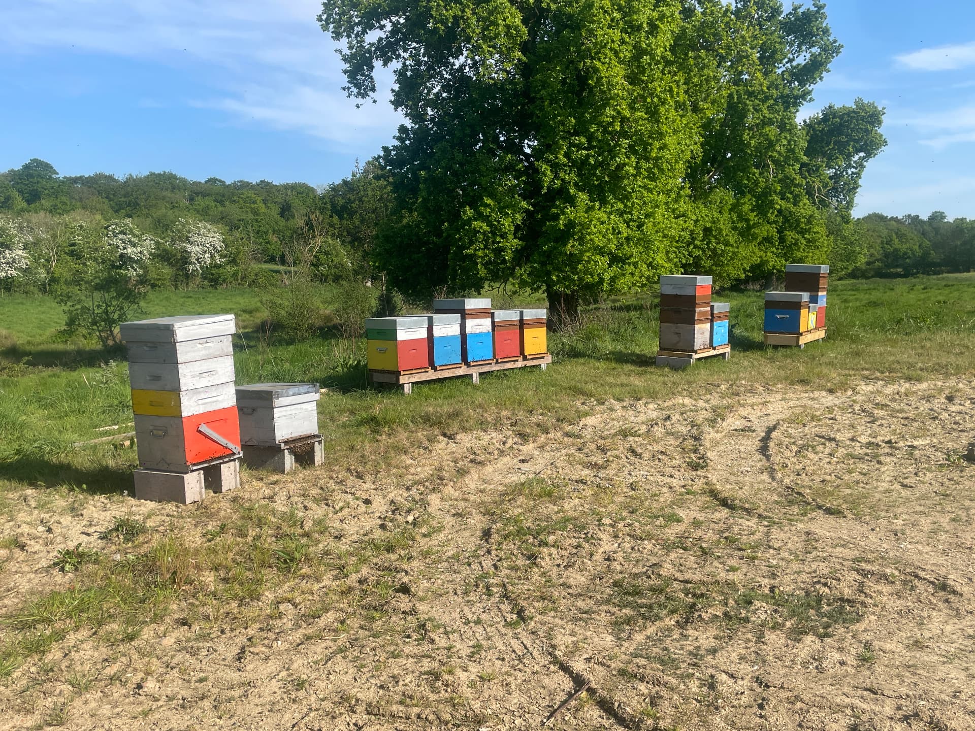 Rucher coloré installé dans une prairie normande
