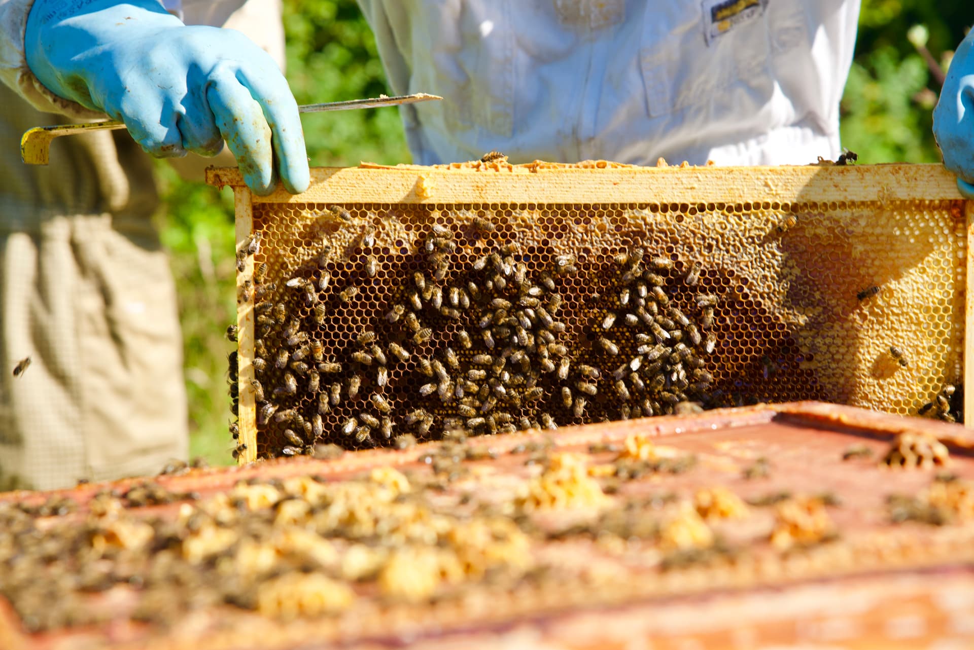 Cadre de ruche couvert d'abeilles à la ferme