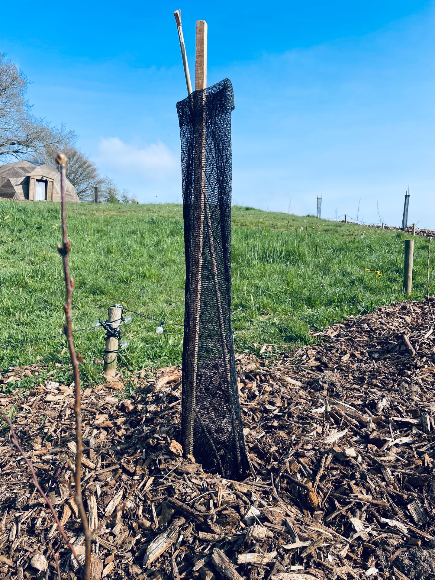 Jeune arbre planté au verger avec un dôme en arrière-plan