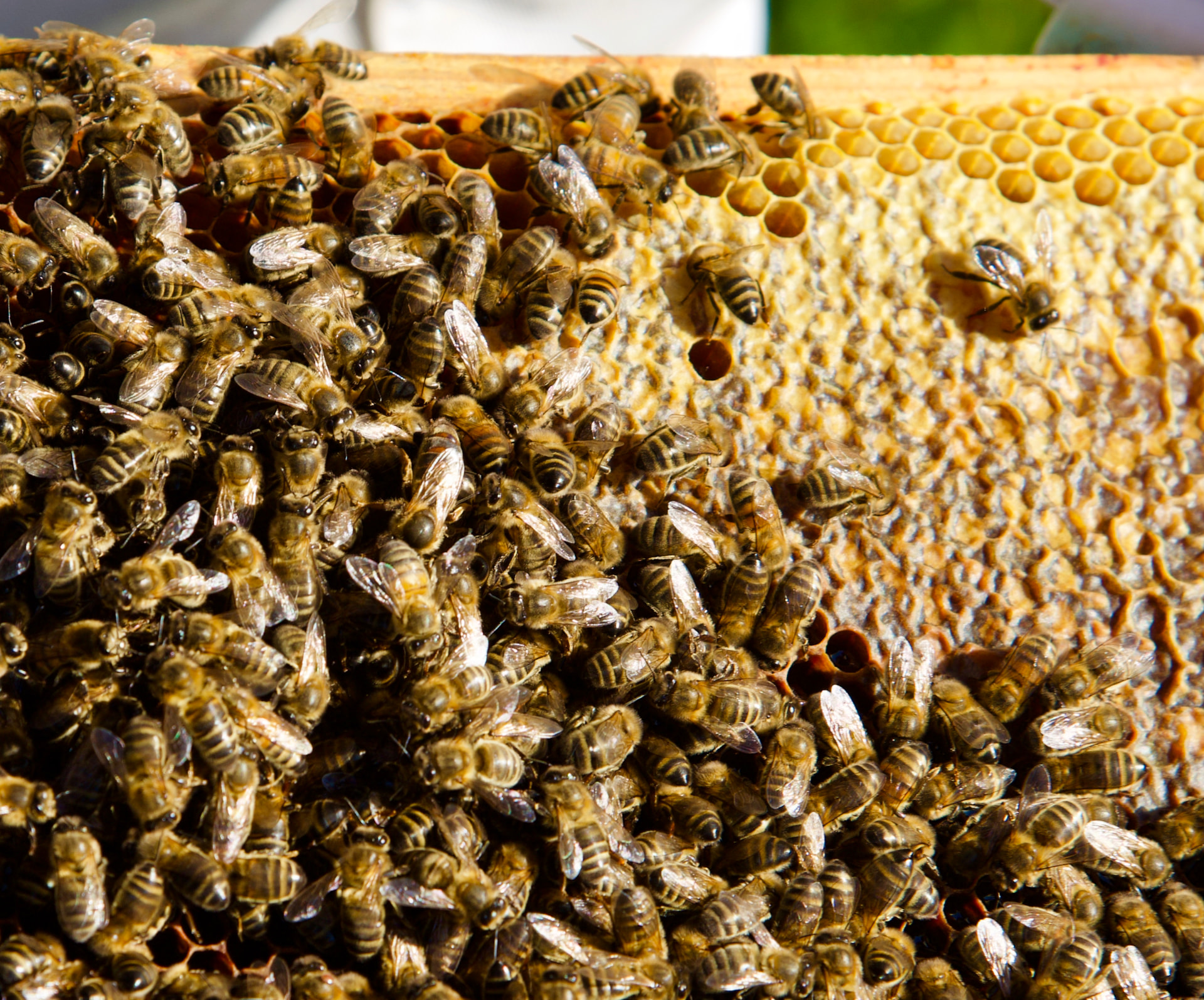 Cadre de ruche couvert d'abeilles