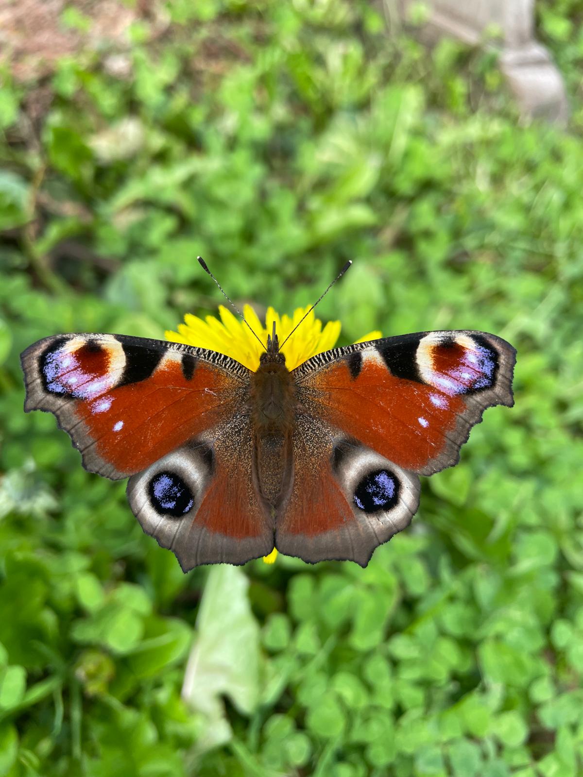 Papillon paon du jour posé sur un pissenlit