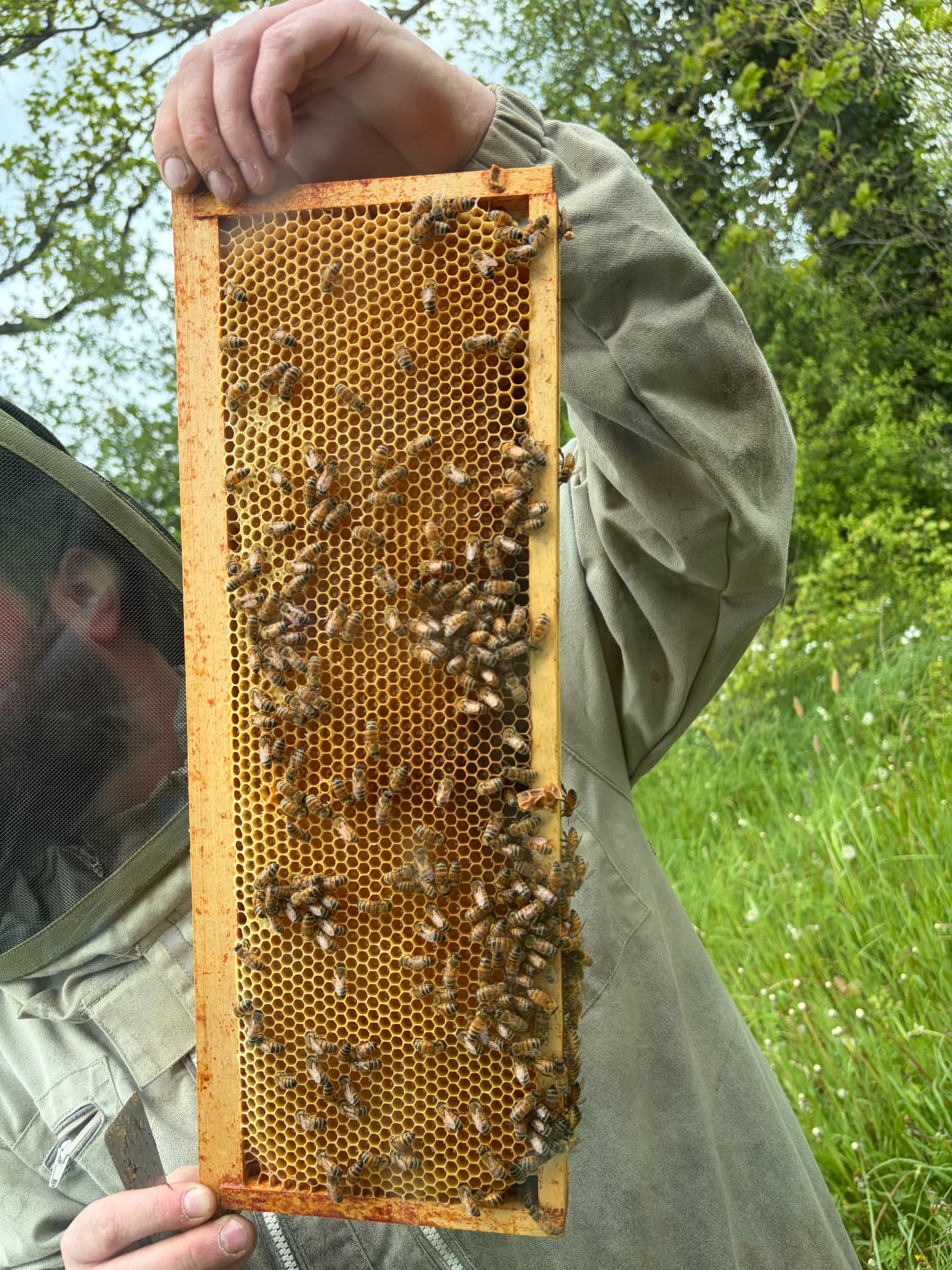 Apiculteur présentant un cadre de ruche rempli d'abeilles